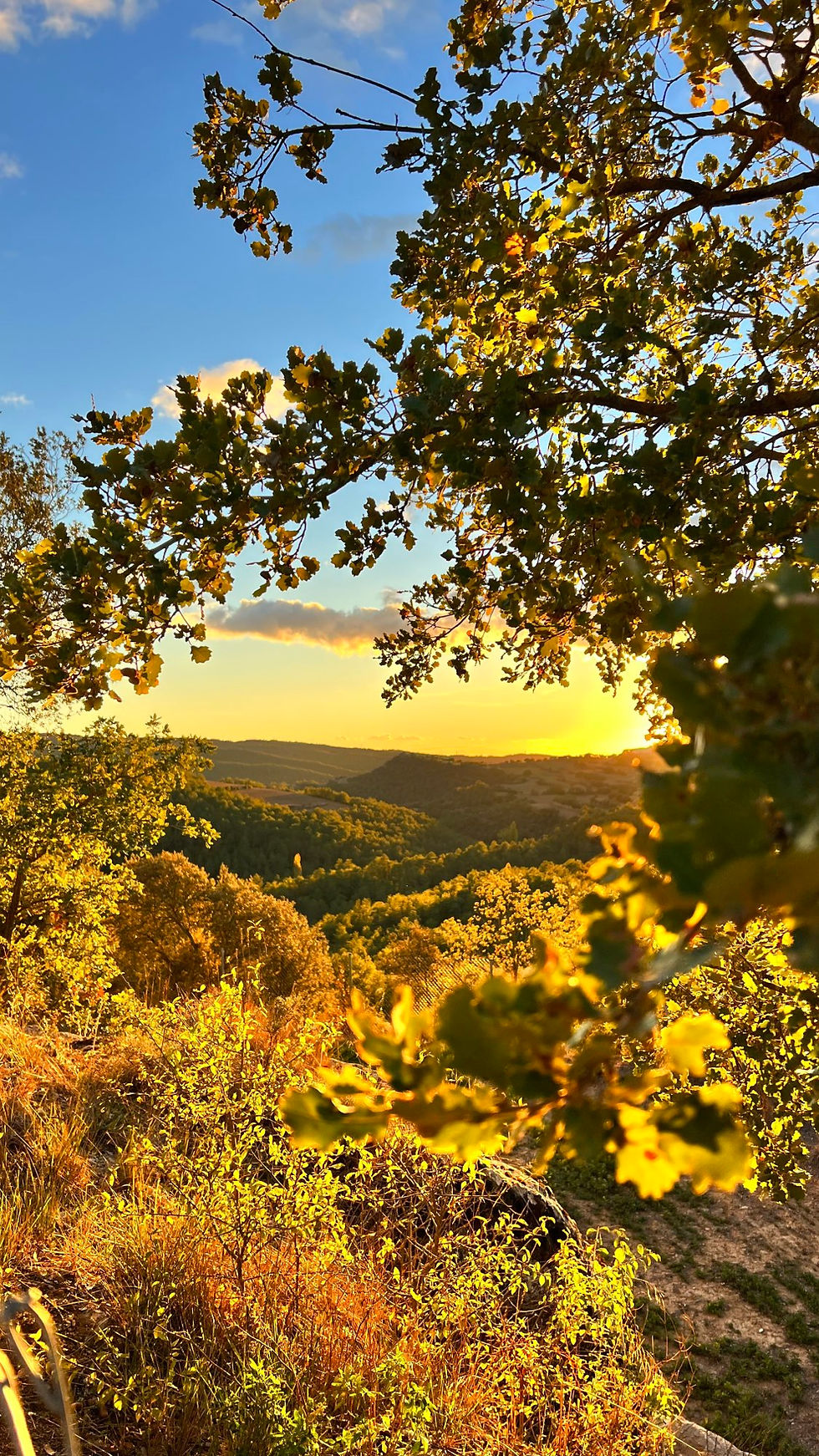 La Castanyada a la Casa Rural La Ribereta: La tardor més autèntica al Solsonès