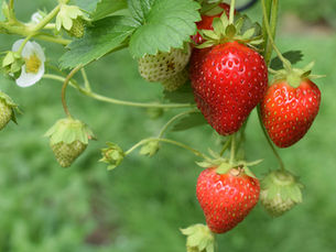Frutillas tratadas con bioestimulantes de precisión