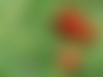 Frutillas tratadas con bioestimulantes de precisión