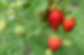Bioestimulantes de precisión, estrategia eficaz para reforzar resistencia hídrica de la frutilla