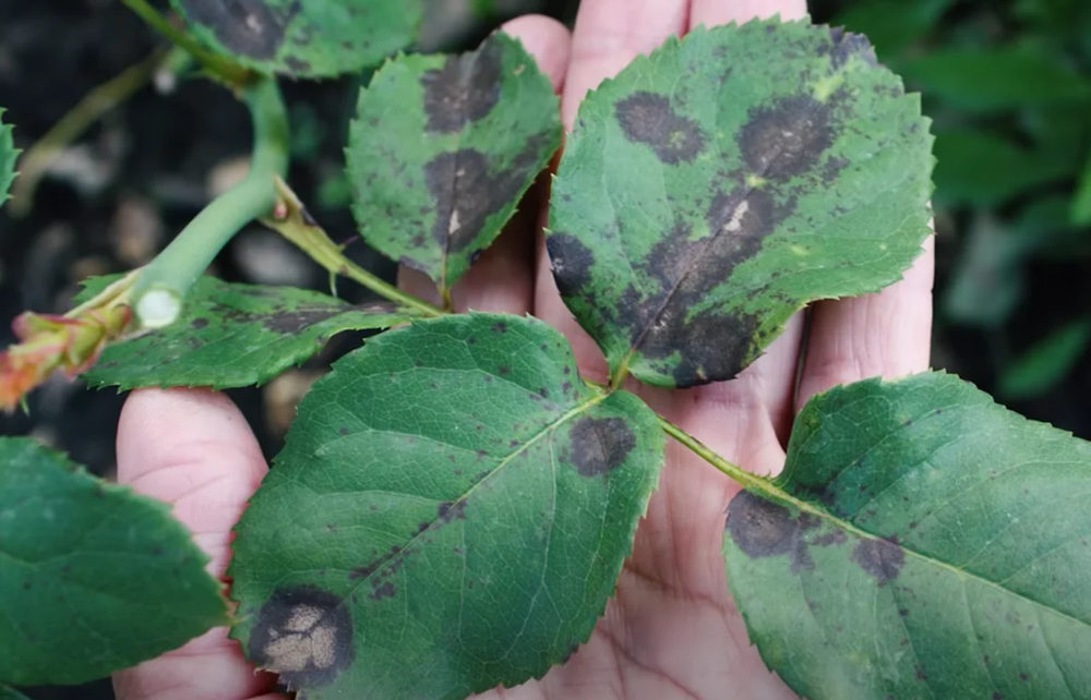 Болезни роз и как с ними бороться.