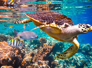 milio-especies-extincio-activitat-humana