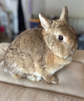 IMG_2297.jpeg