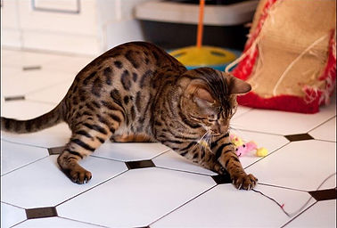 Joï des Tip Top Bengal