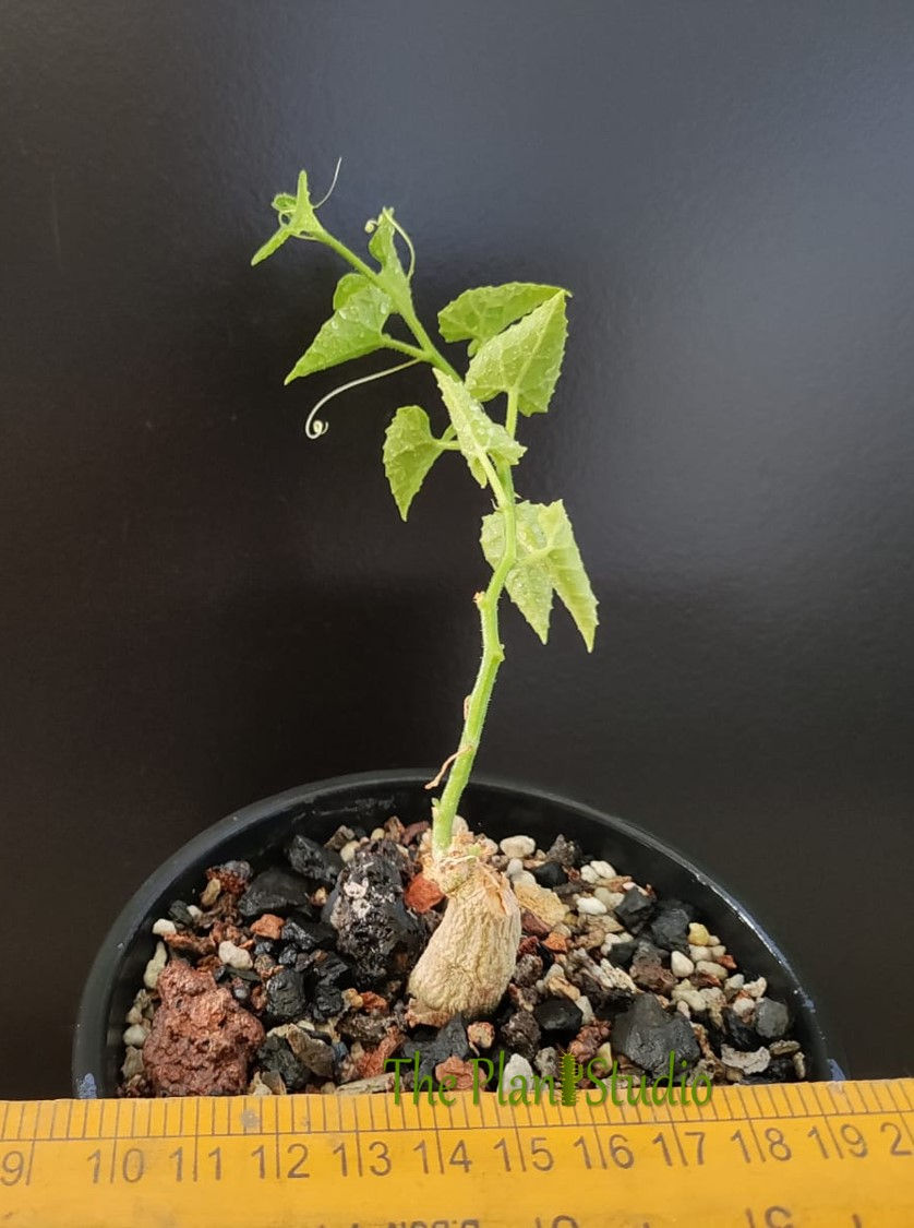 Thumbnail: Corallocarpus bainesii (rare in cultivation)
