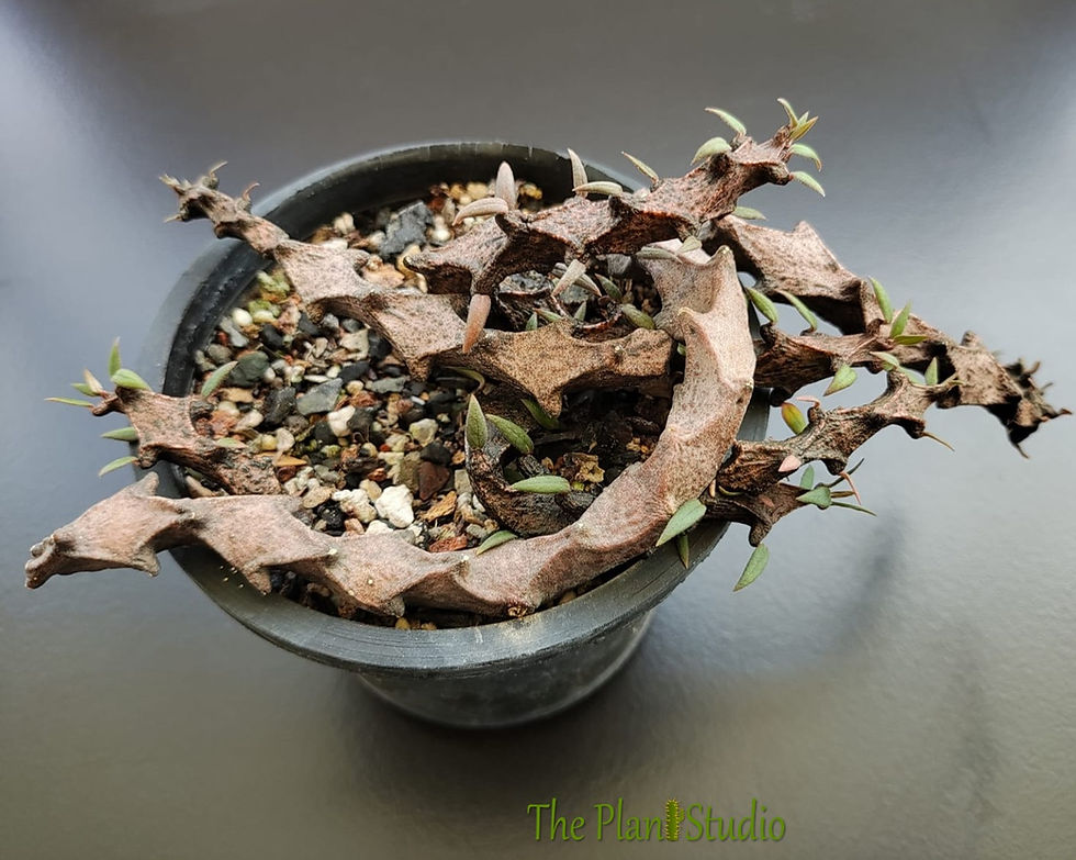 Thumbnail: Ceropegia bosseri 'Black Dragon' full pot