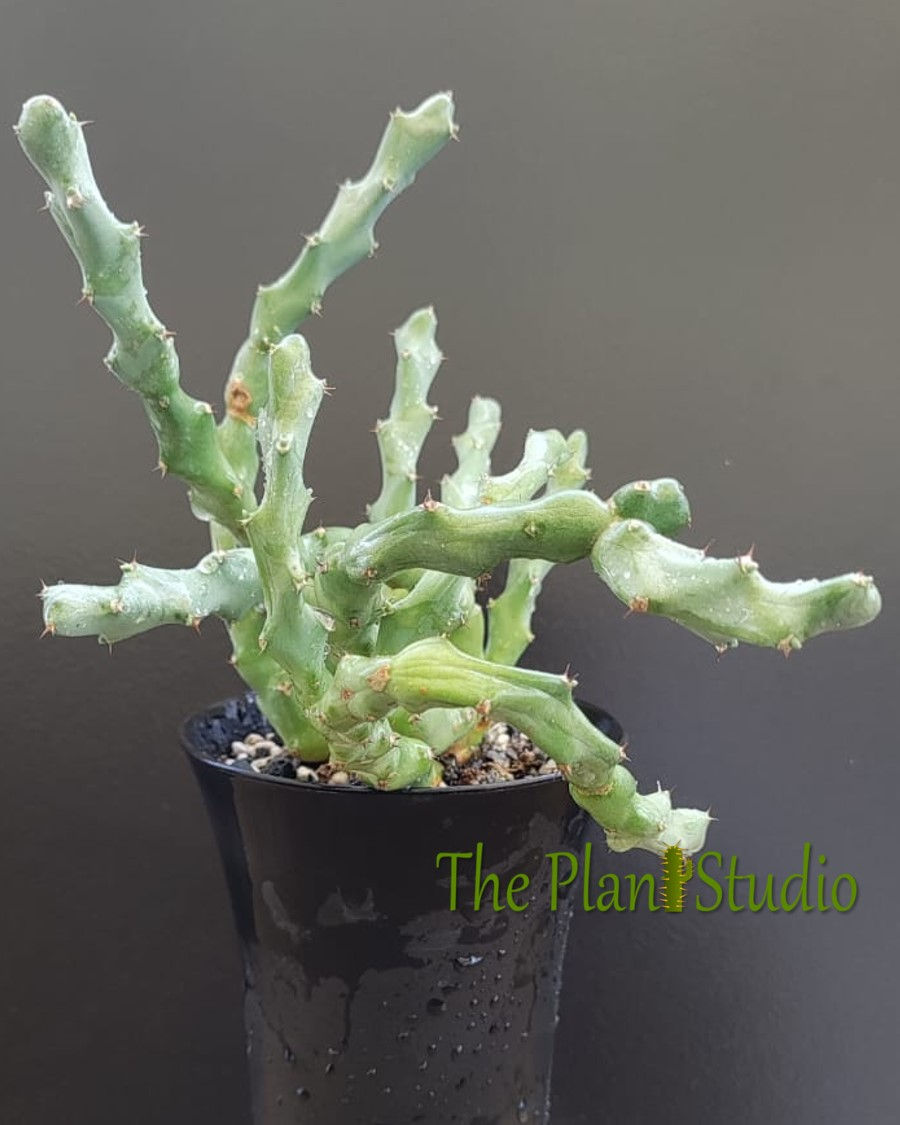 Thumbnail: Euphorbia clivicola clump
