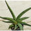 Thumbnail: Sansevieria patens 'Ed Eby'.