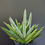 Thumbnail: 4 x Sansevieria hybrid 'Silver Crown'