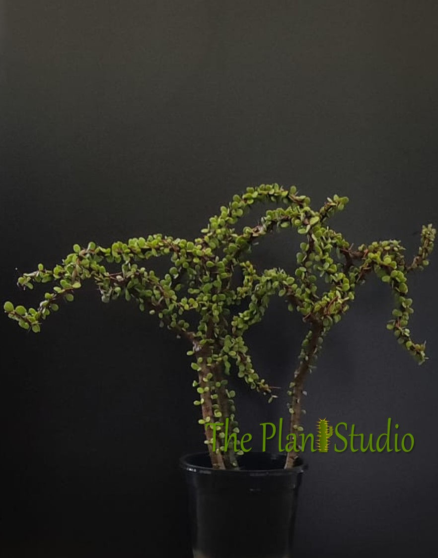 Thumbnail: 3 x Alluaudia comosa (bonsai tree style, big size)