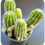 Thumbnail: Echinopsis hybrid 'G-11' - 5 flowering size plants with 20 offets