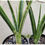 Thumbnail: 2 x Sansevieria hybrid 'Pearsonii x Uganda (1+feet in height)