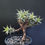 Thumbnail: Deuterocohnia lorentziana clump (tree shape)