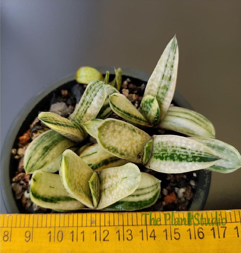 Thumbnail: 4 x Gasteria x bicolor `Araiso-no-Matsu`