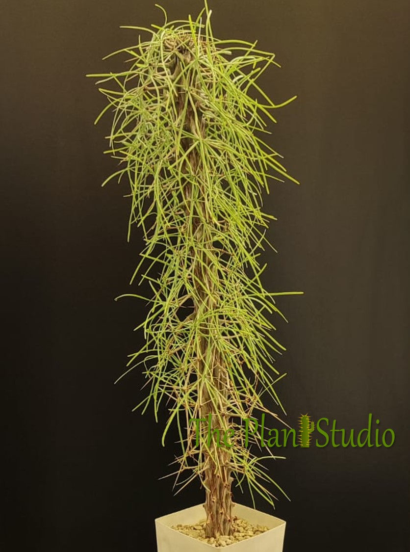 Thumbnail: Didierea madagascariensis (2+ feet height)