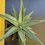 Thumbnail: Gasteraloe 'Thais'  (specimen size)