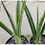 Thumbnail: 2 x Sansevieria hybrid 'Pearsonii x Uganda (1+feet in height)