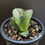 Thumbnail: Agave oteroi 'Juggernaut'