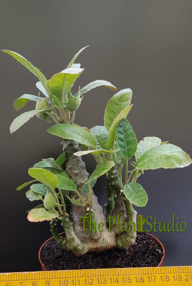 Thumbnail: Dorstenia foetida