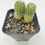 Thumbnail: 2 x Echinopsis hybrid 'Gratitude'