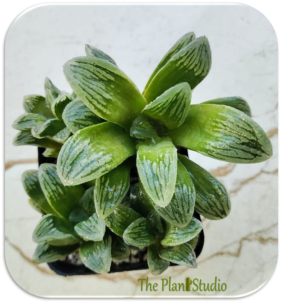 Thumbnail: 4 x Haworthia hybrid 'Ice Water' (full pot)