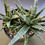 Thumbnail: 2 x Sansevieria hybrid 'Black Diamond' (big size)