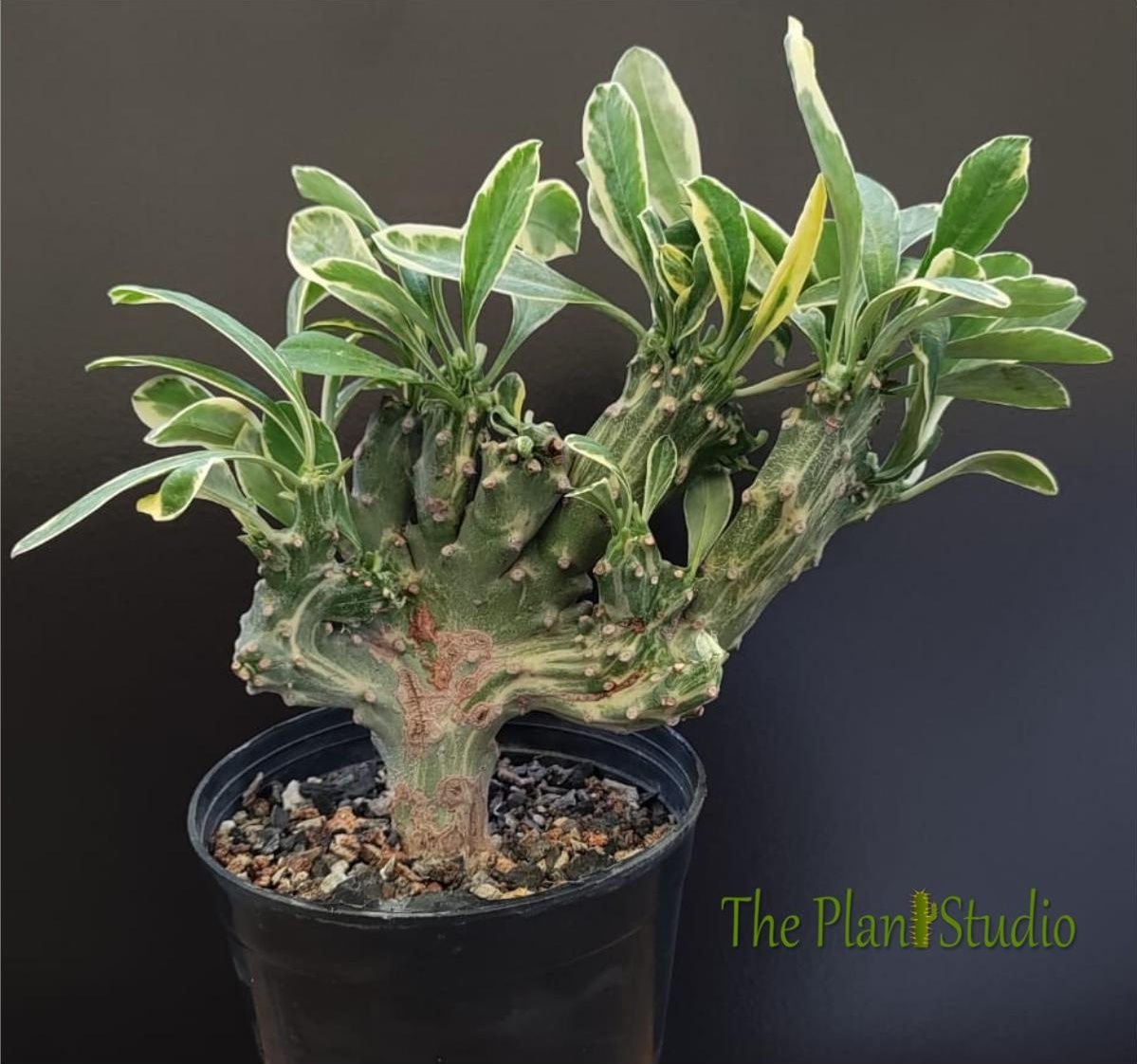 Euphorbia neriifolia crest white variegated (big plant)