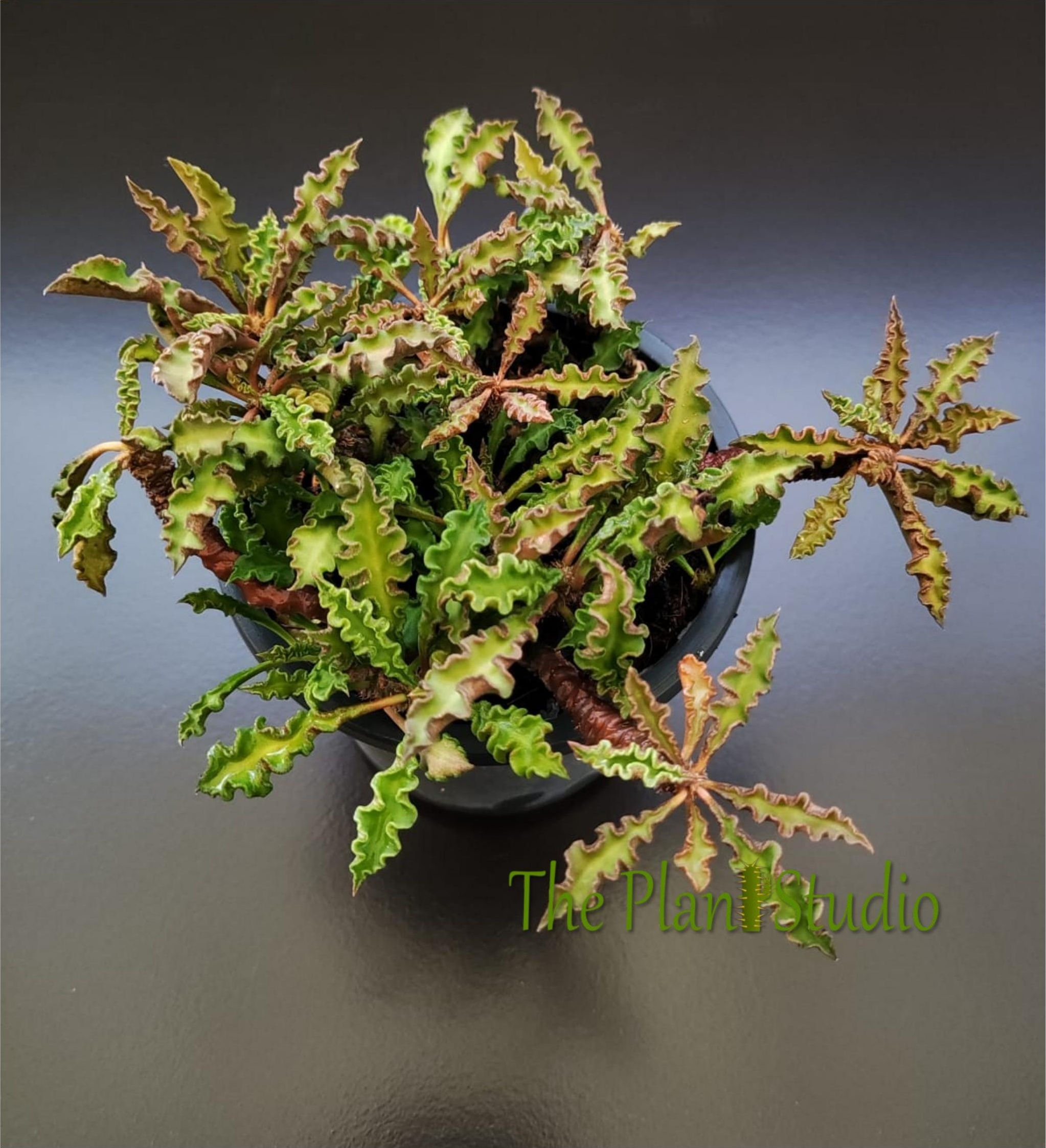 Euphorbia boiteaui (syn Euphorbia decaryi var. spirosticha) - full pot