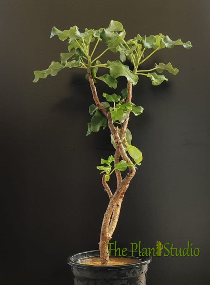 Thumbnail: Uncarina stellulifera (big size - multiple branches, blooming stage)