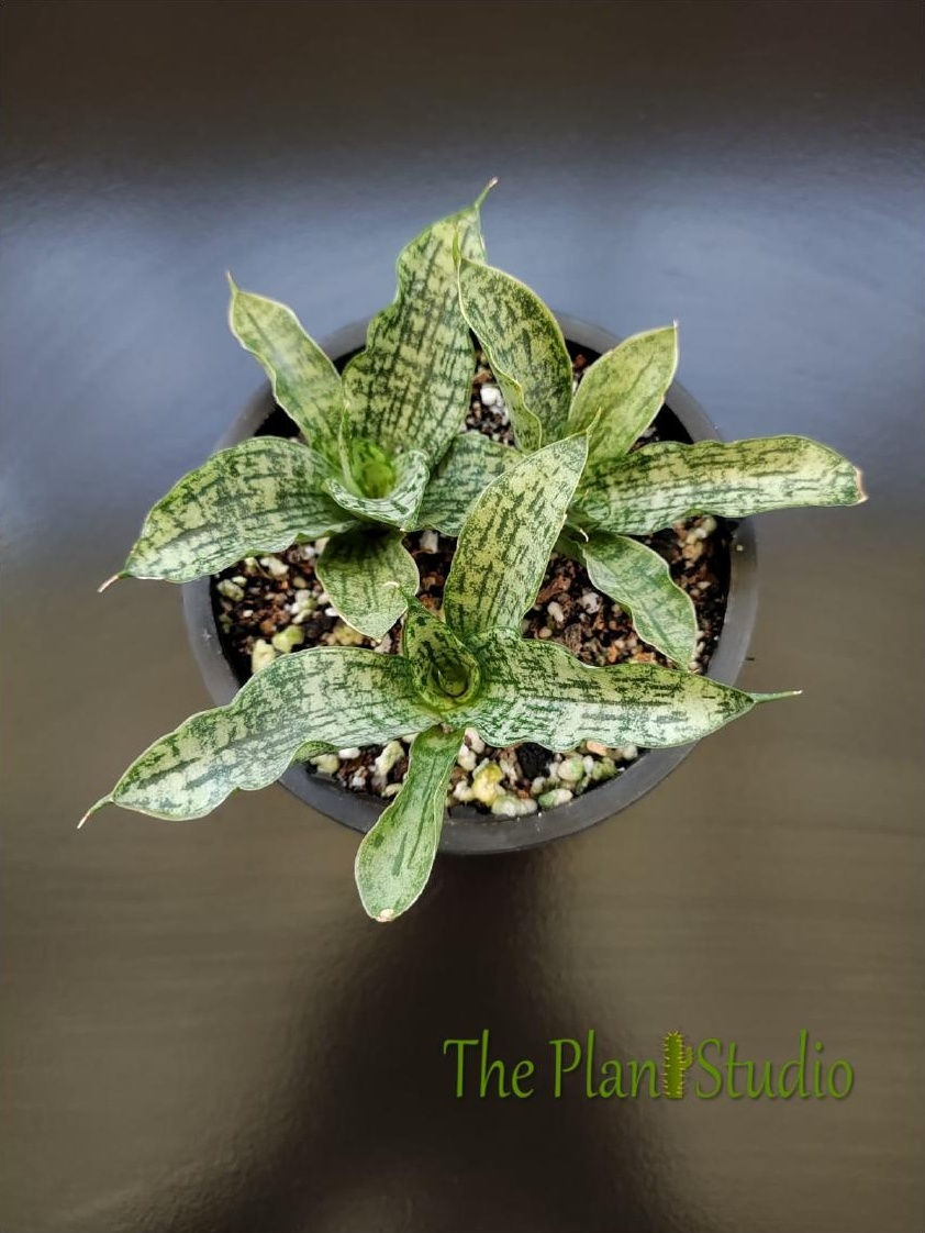 Thumbnail: 3 x Sansevieria hybrid 'Jennifer'