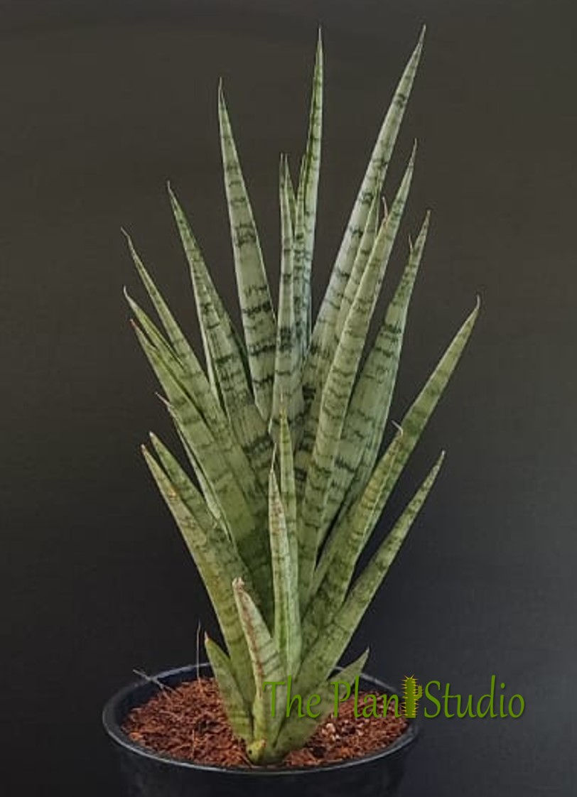 Thumbnail: Sansevieria hybrid 'Galaxy' specimen size (1+ feet tall)