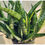 Thumbnail: Sansevieria hybrid 'Spyder' full pot (8 inch diameter pot) 6 plants