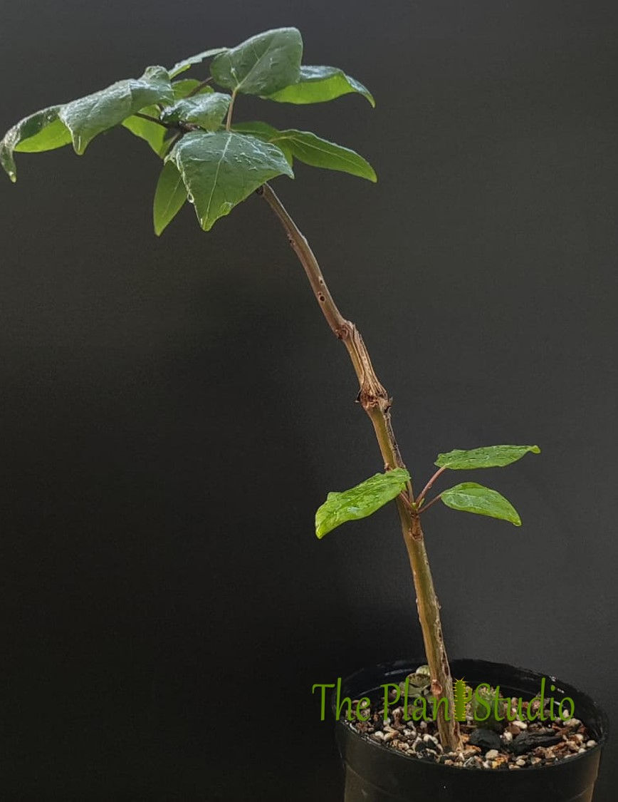 Thumbnail: Uncarina leptocarpa