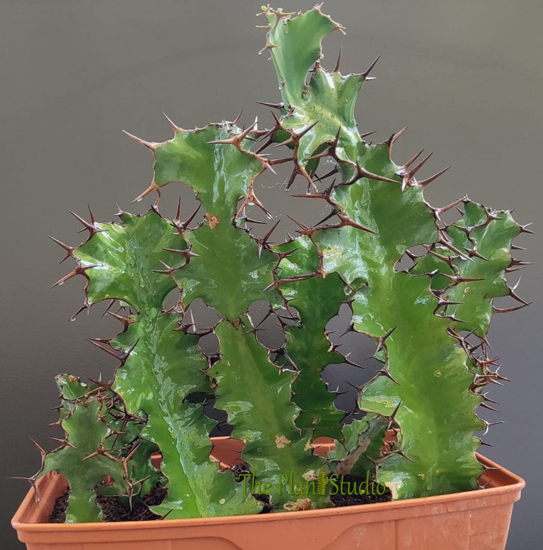 8 x Euphorbia grandialta (full pot)