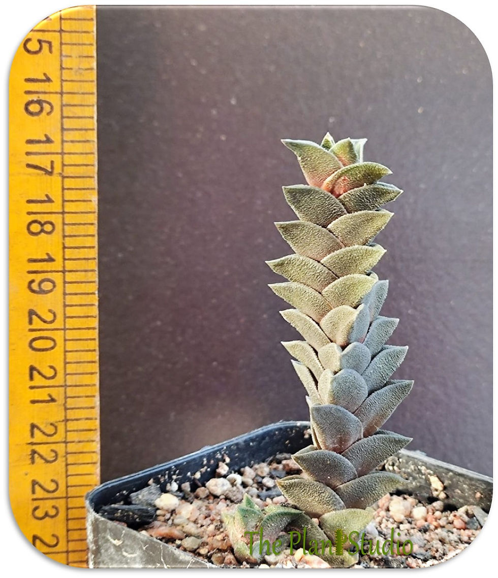 Thumbnail: Haworthia viscosa spiralis