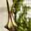 Thumbnail: Ceropegia stapeliformis ssp serpentina