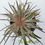 Thumbnail: Dyckia hybrid (seed grown) 7+ offsets; big clump