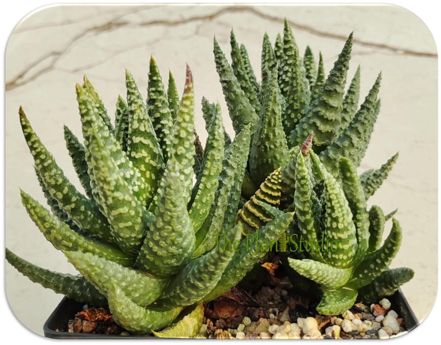 Haworthia pumila 'Donuts' triple head
