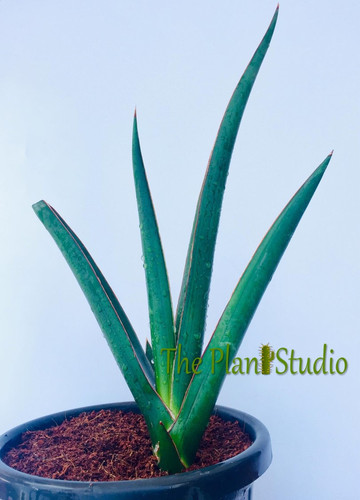 Sansevieria dark green clone var (dgc斑入) Sansevieria dark green clone var (dgc斑入)