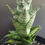 Thumbnail: Sanseveria hybrid 'Pion'