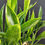 Thumbnail: Sansevieria 'Sudwala Caves' variegated full pot (9 plants)