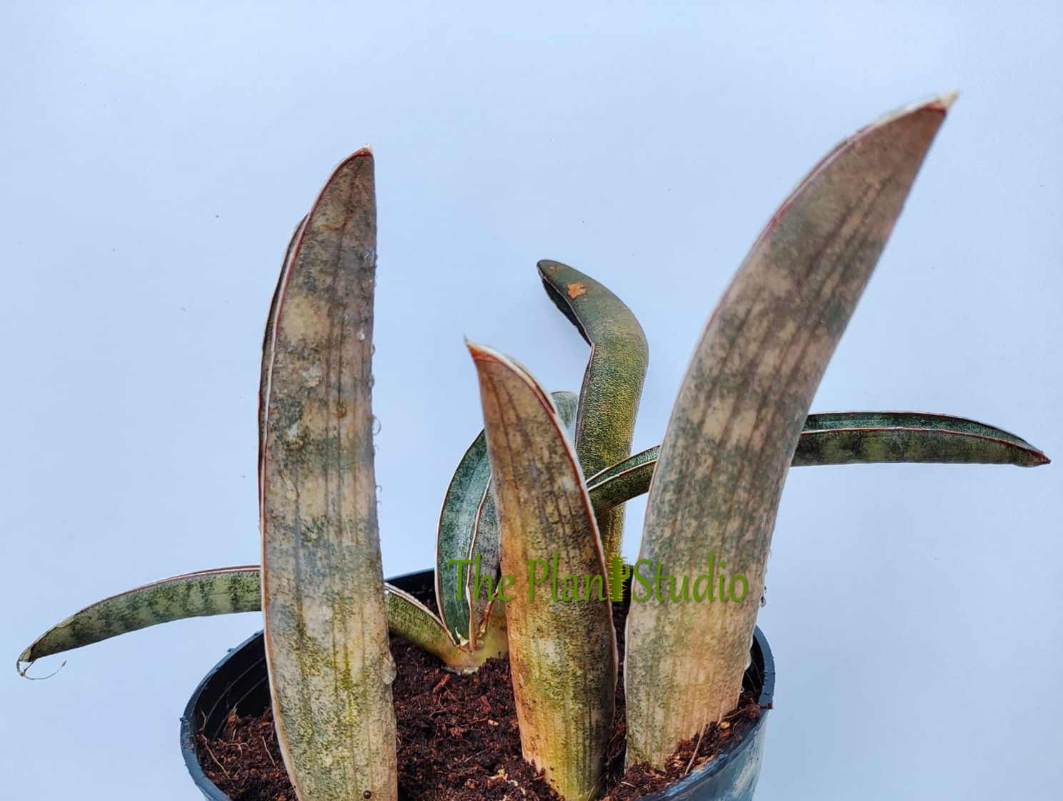 4 x Sansevieria halli 'Pink Bat'