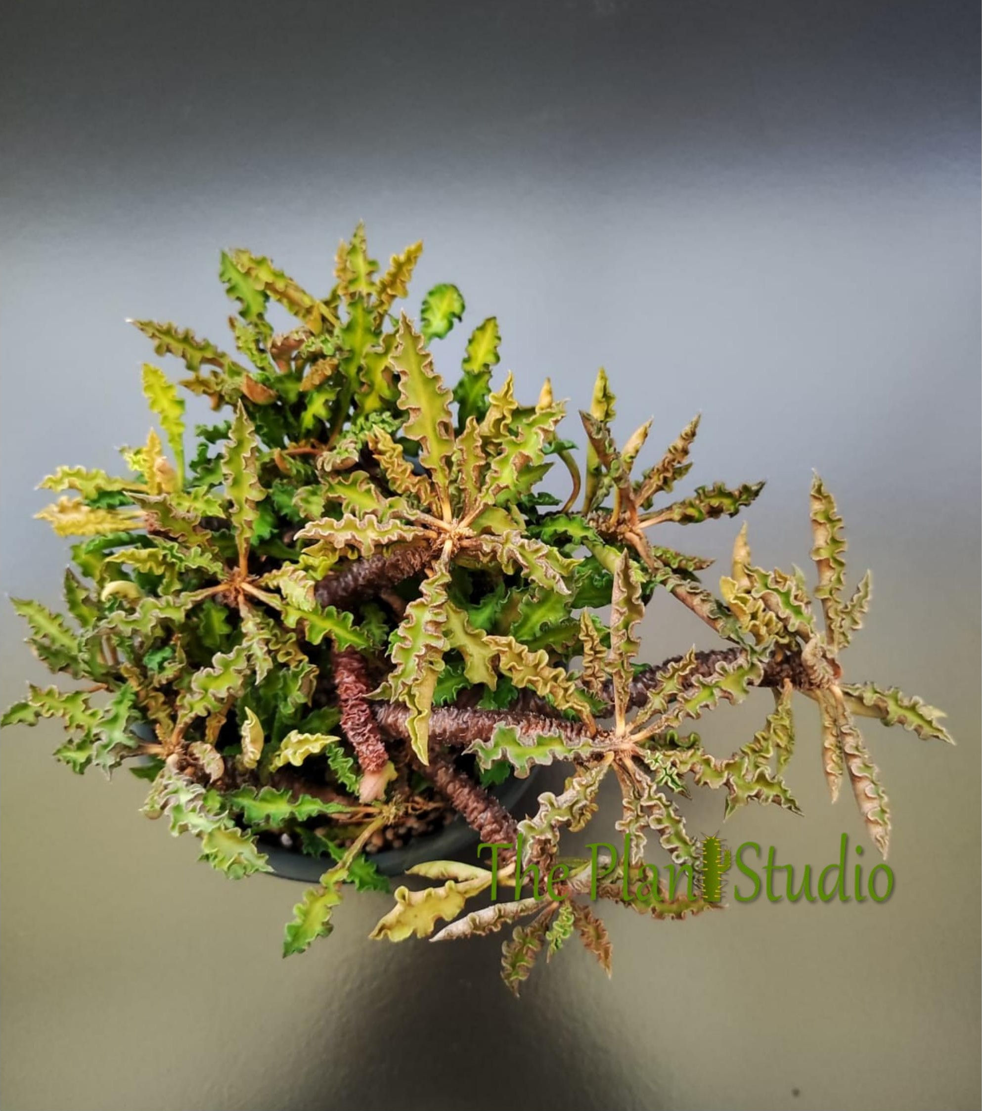 Euphorbia boiteaui (syn Euphorbia decaryi var. spirosticha) - full pot