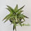 Thumbnail: Dyckia hybrid (Seed Grown) + 2 offsets