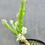 Thumbnail: Euphorbia grandicornis clump (Seed grown)