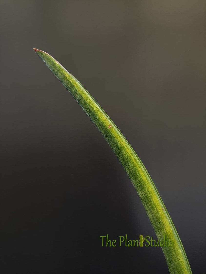 Thumbnail: Sansevieria stuckyi variegated