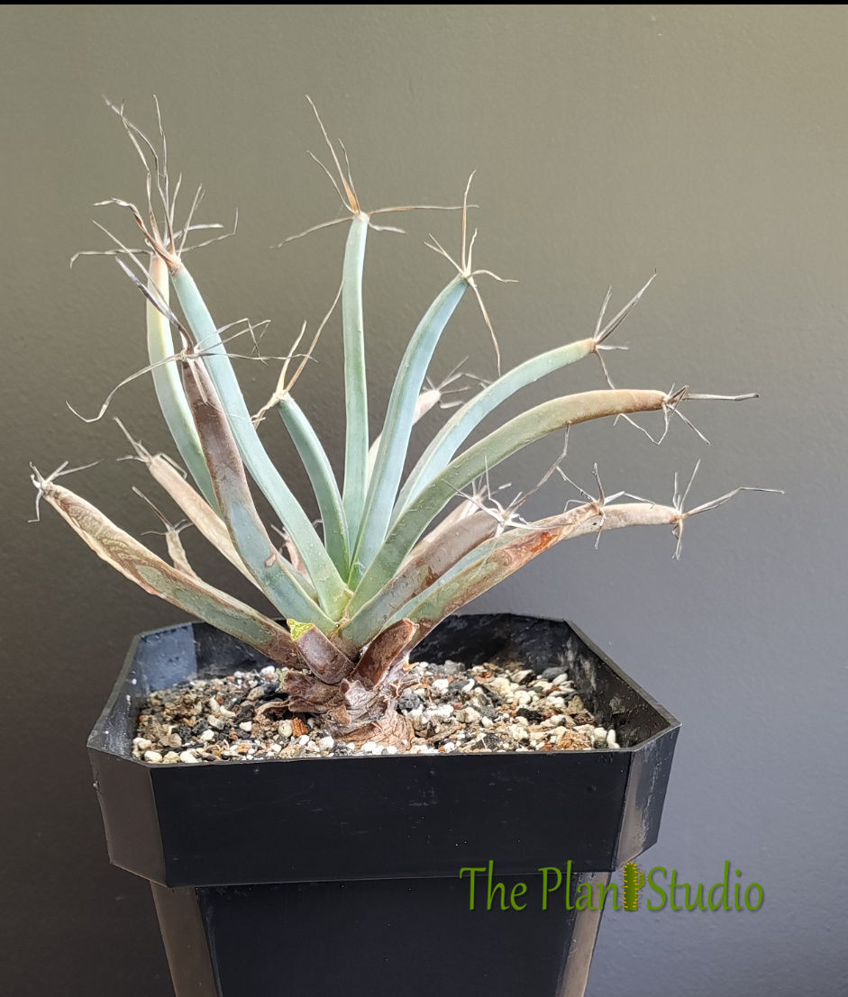 Leutchenbergia principis (10+ yr old)