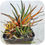 Thumbnail: Haworthia fasciata variegated clump