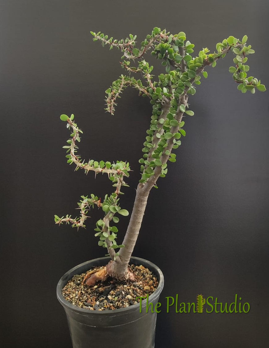 Thumbnail: Alluaudia ascendens (bonsai tree style, big size, 8+ yrs old)