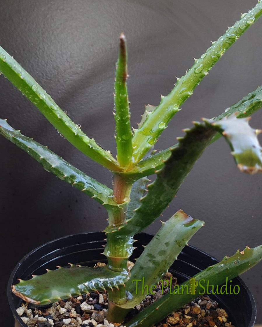 Thumbnail: Aloe rupestris (Bottlebrush Aloe; Tree Aloe) seed grown at ThePlantStudio